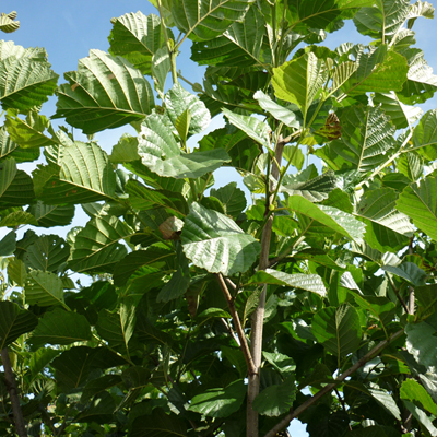 Alder (Alnus Glutinosa) Common Hedging